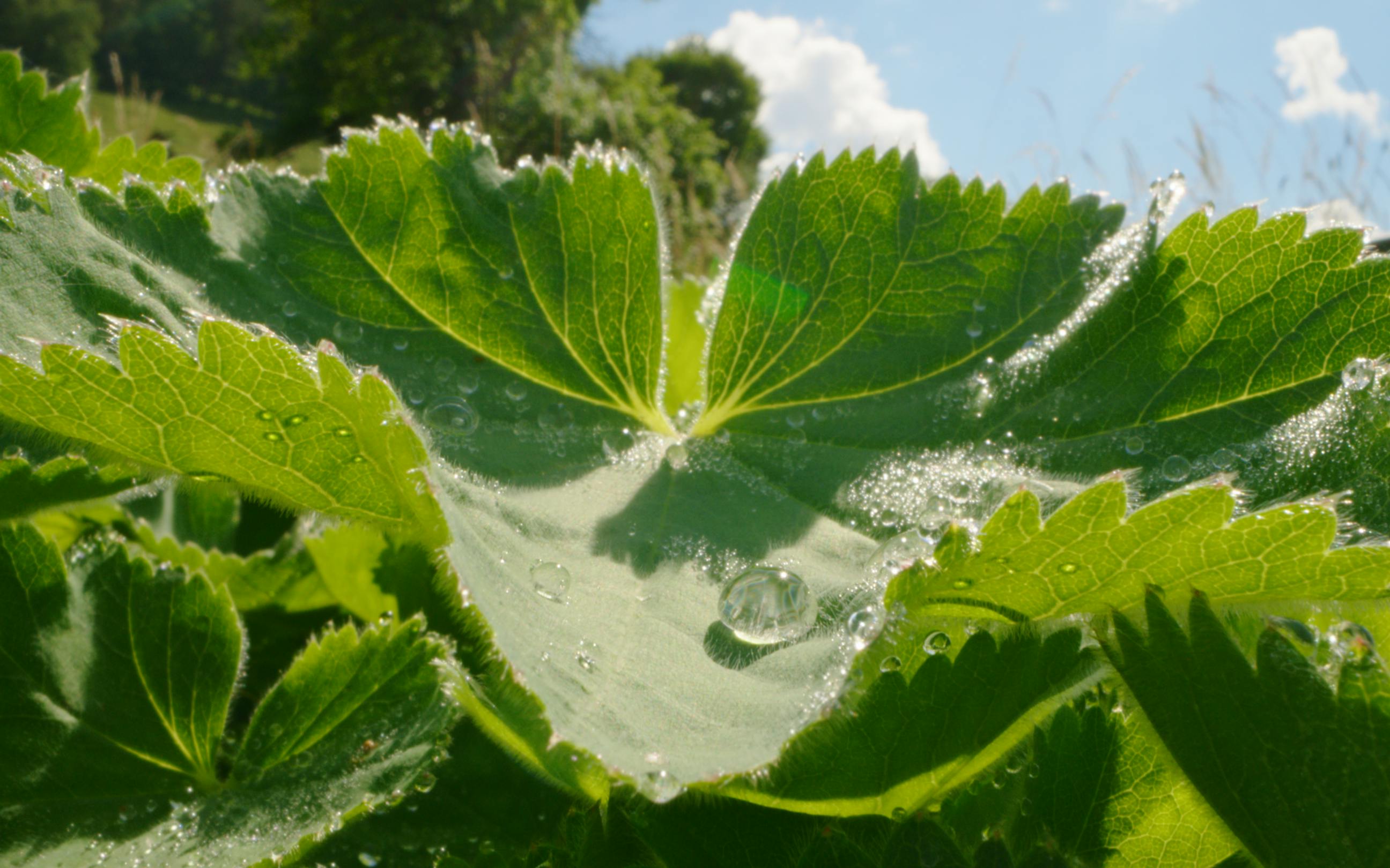 Alchemilla